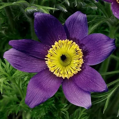 Прострел ПИНВИЛ БЛЮ ШЕЙДЕС  Прострел ПИНВИЛ БЛЮ ШЕЙДЕС в Ростове-на-Дону