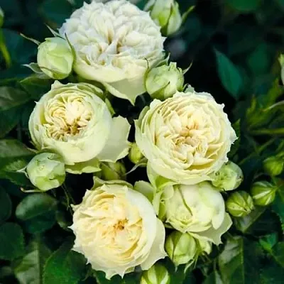 Саженцы роз БЛАНШЕТТ спрей  Саженцы роз БЛАНШЕТТ спрей в Ростове-на-Дону