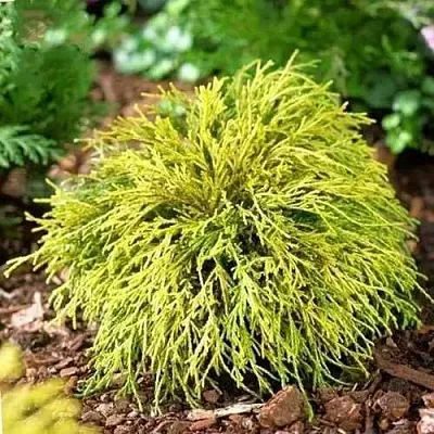 Кипарисовик ВАВЕЛ горохоплодный  Кипарисовик ВАВЕЛ горохоплодный в Ростове-на-Дону