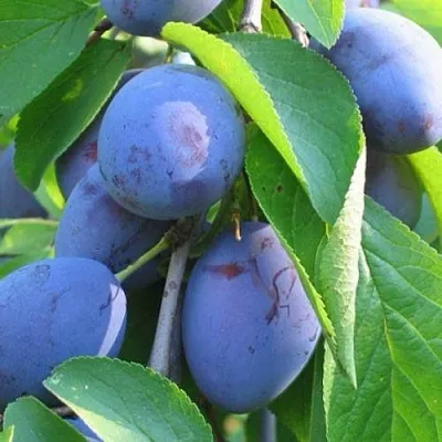 Слива ПЕРДРИГОН  Слива ПЕРДРИГОН в Ростове-на-Дону