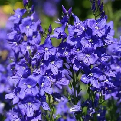 Вероника австрийская  Вероника австрийская в Ростове-на-Дону