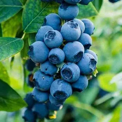 Голубика БОНИФАЦИЙ  Голубика БОНИФАЦИЙ в Ростове-на-Дону