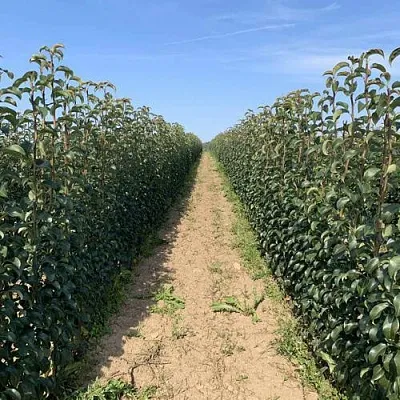 Саженцы почтой и ТК  Саженцы почтой и ТК в Ростове-на-Дону