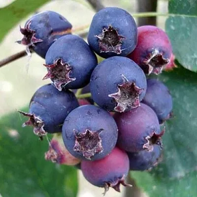 Ирга SLEYT  Ирга SLEYT в Ростове-на-Дону