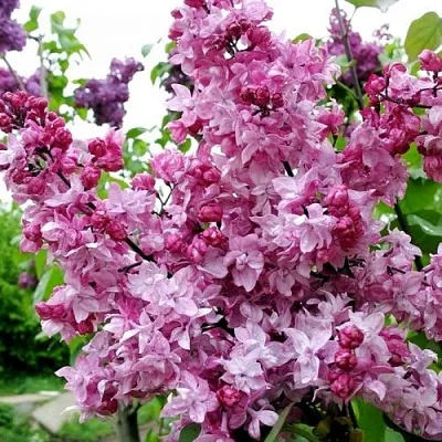 Сирень ОЛИМПИАДА КОЛЕСНИКОВА  Сирень ОЛИМПИАДА КОЛЕСНИКОВА в Ростове-на-Дону