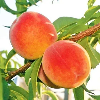 Персик ОНТАРИО  Персик ОНТАРИО в Ростове-на-Дону