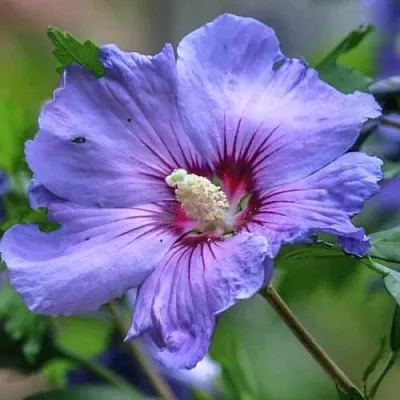 Гибискус МАРИНА сирийский  Гибискус МАРИНА сирийский в Ростове-на-Дону