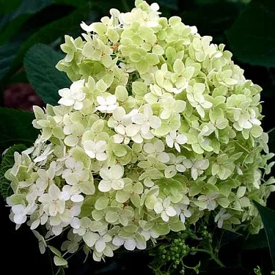 Гортензия СТЕРИЛИС древовидная   Гортензия СТЕРИЛИС древовидная  в Ростове-на-Дону