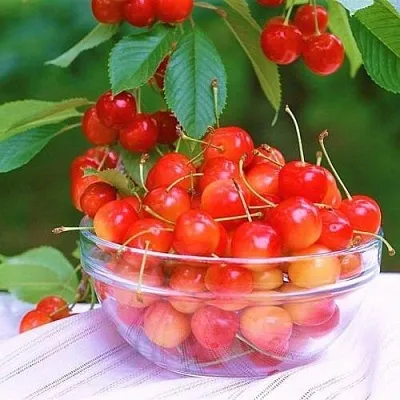 Черешня НАСЛАЖДЕНИЕ  Черешня НАСЛАЖДЕНИЕ в Ростове-на-Дону