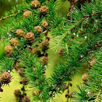 Лиственница  Лиственница в Ростове-на-Дону