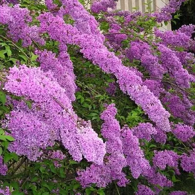 Сирень КИТАЙСКАЯ  Сирень КИТАЙСКАЯ в Ростове-на-Дону