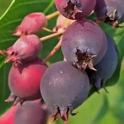 Ирга MANDAN  Ирга MANDAN в Ростове-на-Дону