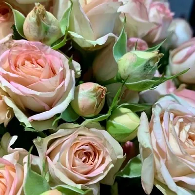 Саженцы роз АЗОРЕ спрей  Саженцы роз АЗОРЕ спрей в Ростове-на-Дону