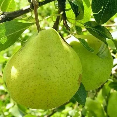 Груша ДАЛИКОР колонновидная  Груша ДАЛИКОР колонновидная в Ростове-на-Дону