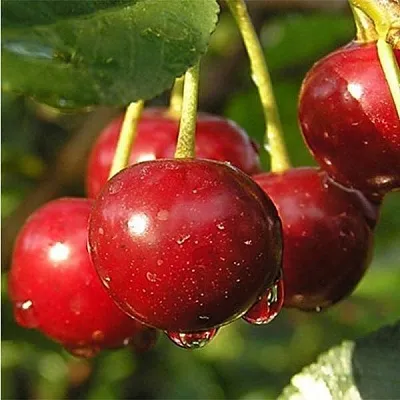 Дюк ПРЕВОСХОДНАЯ ВЕНЬЯМИНОВА  Дюк ПРЕВОСХОДНАЯ ВЕНЬЯМИНОВА в Ростове-на-Дону