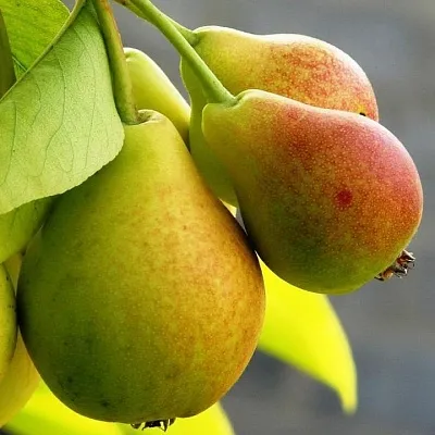 Груша  Груша в Ростове-на-Дону