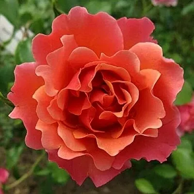 Саженцы роз ЖАН КОКТО флорибунда  Саженцы роз ЖАН КОКТО флорибунда в Ростове-на-Дону