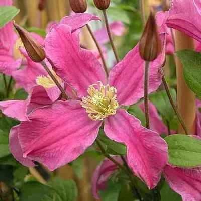 Клематис ИНСПИРЕЙШН ЗОЙН  Клематис ИНСПИРЕЙШН ЗОЙН в Ростове-на-Дону