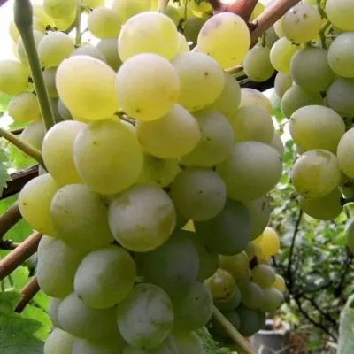 Виноград ТАЛИСМАН в Ростове-на-Дону