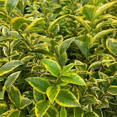 Бирючина АУРЕУМ овальнолистная в Ростове-на-Дону