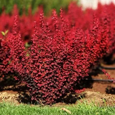 Барбарис ОРАНЖ РОКЕТ тунберга в Ростове-на-Дону