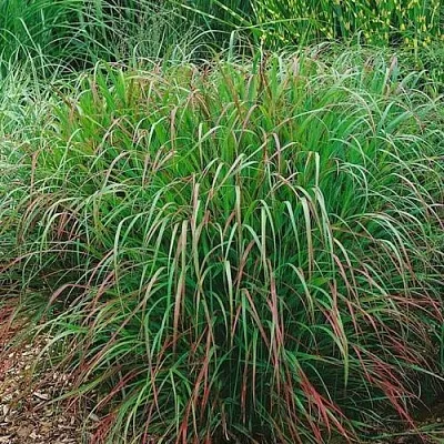 Просо РЕБРАУН прутьевидное  Просо РЕБРАУН прутьевидное в Ростове-на-Дону