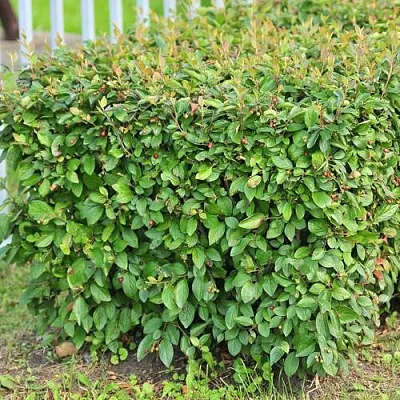 Кизильник блестящий  Кизильник блестящий в Ростове-на-Дону