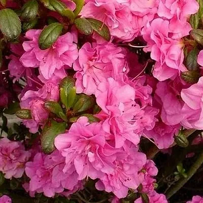 Азалия ПЕТТИКОУТ японская в Ростове-на-Дону