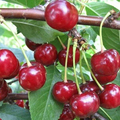 Вишня ТУРГЕНЕВКА  Вишня ТУРГЕНЕВКА в Ростове-на-Дону