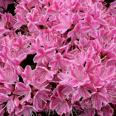 Азалия КЕРМЕСИНА РОУЗ японская в Ростове-на-Дону