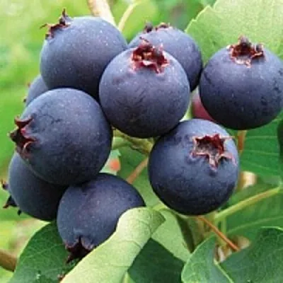 Ирга  Ирга в Ростове-на-Дону