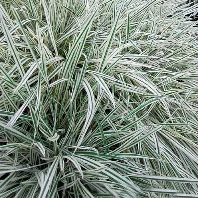 Райграс ВАРИЕГАТТА бульбоносный  Райграс ВАРИЕГАТТА бульбоносный в Ростове-на-Дону