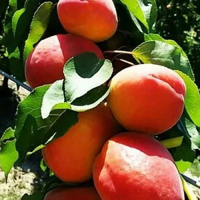 Абрикос ДЖУМБО КОТ  Абрикос ДЖУМБО КОТ в Ростове-на-Дону