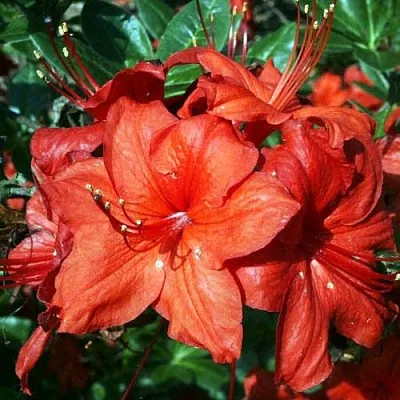 Азалия ДОЛОРОСО листопадная  Азалия ДОЛОРОСО листопадная в Ростове-на-Дону