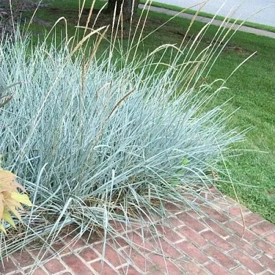 Элимус БЛЮ ДЮН песчаный  Элимус БЛЮ ДЮН песчаный в Ростове-на-Дону