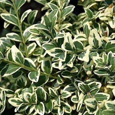 Бирючина ВАРИЕГАТУМ овальнолистная в Ростове-на-Дону