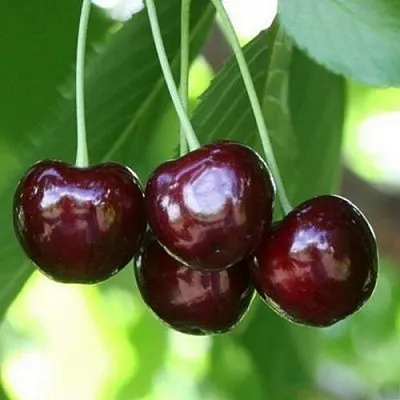 Черешня ЛЕНИНГРАДСКАЯ ЧЁРНАЯ  Черешня ЛЕНИНГРАДСКАЯ ЧЁРНАЯ в Ростове-на-Дону