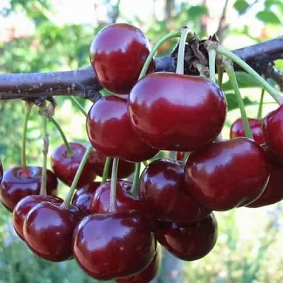 Дюк ИВАНОВНА  Дюк ИВАНОВНА в Ростове-на-Дону