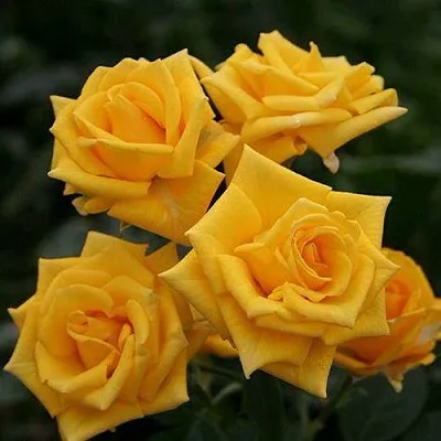 Саженцы роз ШАНИ спрей  Саженцы роз ШАНИ спрей в Ростове-на-Дону