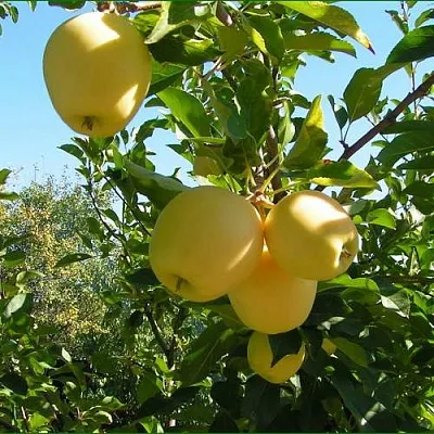 Яблоня ГОЛДЕН МИЛЛЕНИУМ  Яблоня ГОЛДЕН МИЛЛЕНИУМ в Ростове-на-Дону