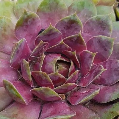 Молодило УФО  Молодило УФО в Ростове-на-Дону