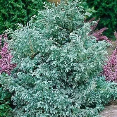 Кипарисовик БУЛЕВАРД горохоплодный  Кипарисовик БУЛЕВАРД горохоплодный в Ростове-на-Дону