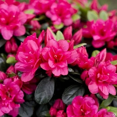 Азалия КАНЗОНЕТТА японская в Ростове-на-Дону