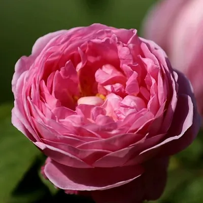 Саженцы роз ПИНК ЭКСПРЕШН флорибунда  Саженцы роз ПИНК ЭКСПРЕШН флорибунда в Ростове-на-Дону