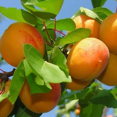 Абрикос КИЕВСКИЙ РАННИЙ  Абрикос КИЕВСКИЙ РАННИЙ в Ростове-на-Дону