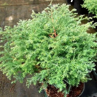 Кипарисовик СКВАРРОЗА горохоплодный  Кипарисовик СКВАРРОЗА горохоплодный в Ростове-на-Дону