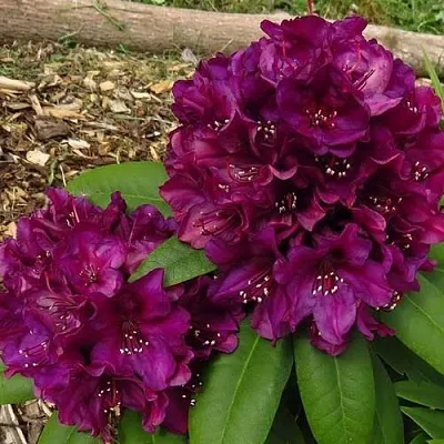 Рододендрон ПОЛАРНАХТ  Рододендрон ПОЛАРНАХТ в Ростове-на-Дону