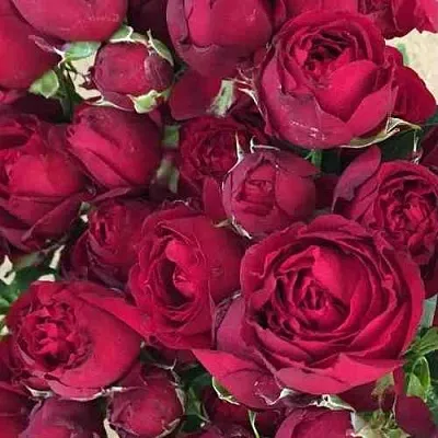 Саженцы роз РЕД БАБЛС спрей  Саженцы роз РЕД БАБЛС спрей в Ростове-на-Дону