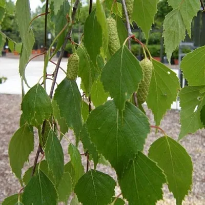 Береза ФАСЦИНЕЙШЕН белая   Береза ФАСЦИНЕЙШЕН белая  в Ростове-на-Дону