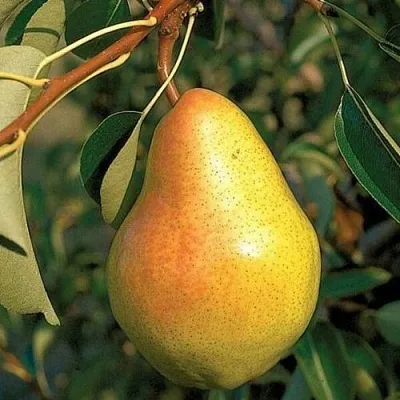 Груша ВЕЛЕСА  Груша ВЕЛЕСА в Ростове-на-Дону